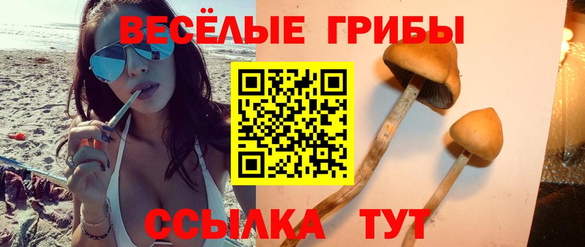 Галлюциногенные грибы Psilocybe Ишимбай